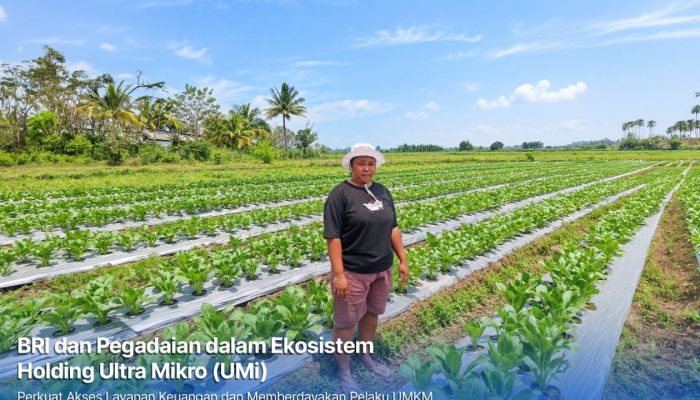 KUR BRI Bantu Petani Perempuan di Merauke Perluas Sawah Jadi 3 Hektare