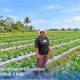 KUR BRI Bantu Petani Perempuan di Merauke Perluas Sawah Jadi 3 Hektare
