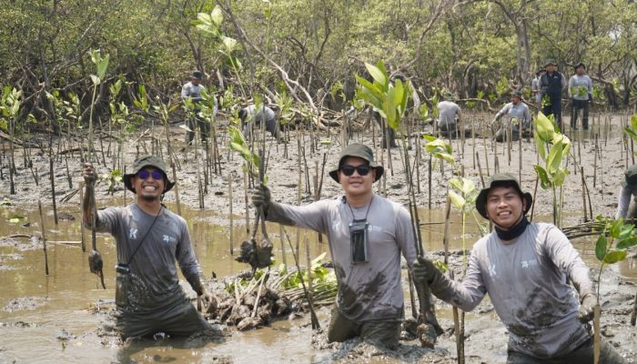 Kalla Toyota Tanam 43 Ribu Mangrove di Pangkep untuk Pulihkan Pesisir