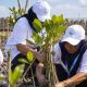 BRI Tanam 30 Ribu Mangrove di Demak, Sampah Plastik Diolah Jadi Pemecah Ombak