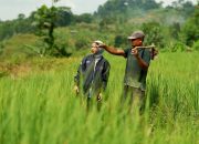 KUR BRI Tembus Rp144,59 Triliun, Sektor Pertanian Serap Porsi Terbesar