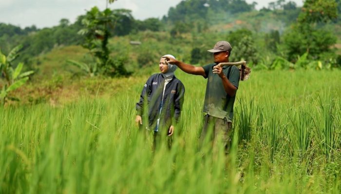 KUR BRI Tembus Rp144,59 Triliun, Sektor Pertanian Serap Porsi Terbesar